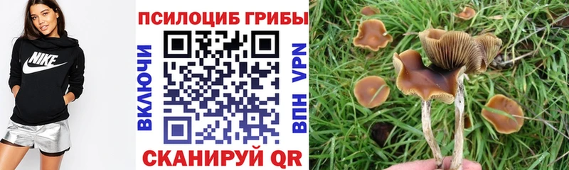 Купить где  Благодарный  Псилоцибиновые грибы Psilocybe 